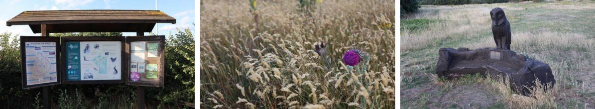 Panorama image of thistles owl and noticeboard